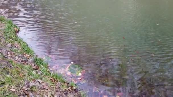 Lago Primavera Tiroteio Tarde — Vídeo de Stock