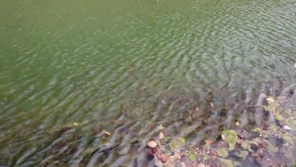 Lago Primavera Disparos Por Tarde — Vídeos de Stock