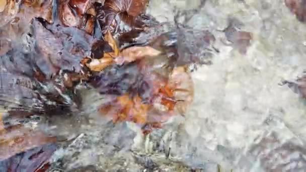 Осенние Листья Ручье — стоковое видео