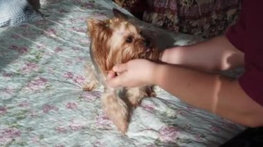 Yorkshire Terrier 'ı kanepede kuru yemle besliyorum. Yavaş çekim.