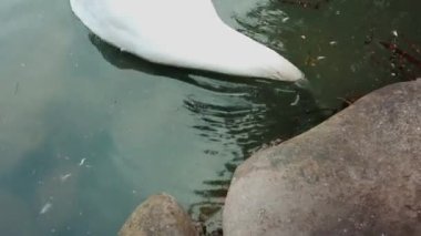 Beyaz bir kuğu gölette yüzüyor..