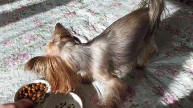 Yorkshire Terrier 'i kanepede kuru yemle besliyorum..