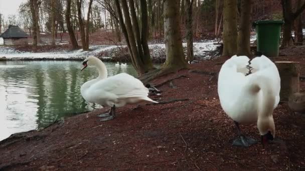 Ein Weißer Schwan Der Nähe Des Teiches — Stockvideo