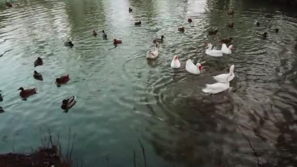 Gansos Patos Lagoa — Vídeo de Stock