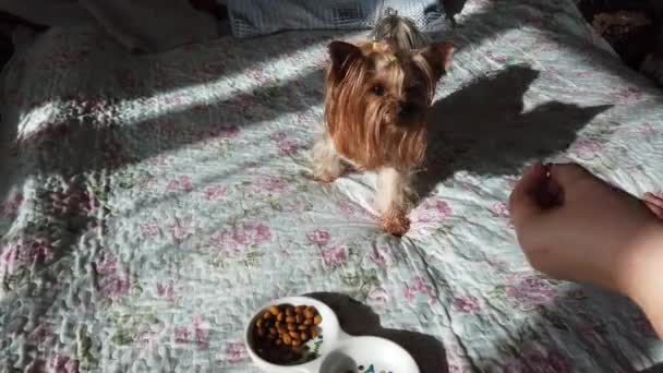 Alimentación Yorkshire Terrier Forraje Seco Sofá — Vídeo de stock