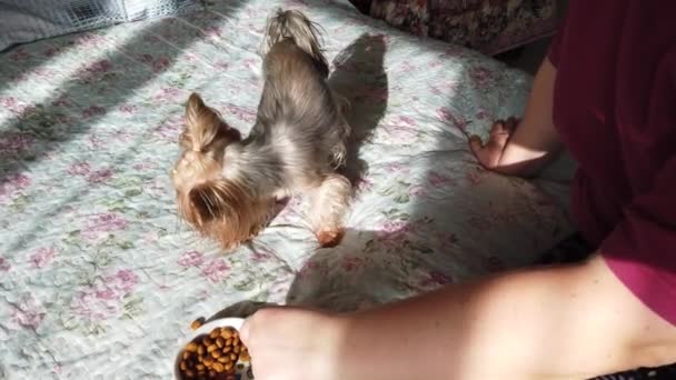 Yorkshire Terrier Trockenfutter Auf Der Couch Füttern — Stockvideo