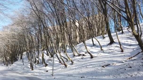 冬の公園 雪と太陽 — ストック動画