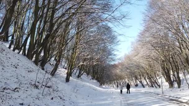 Winter Park Snow Sun — Stock Video