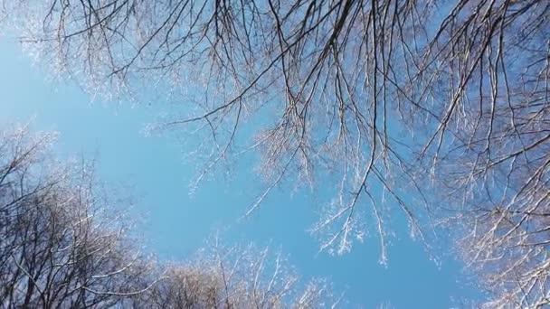 树梢在天空的衬托下 冬季枪击案 — 图库视频影像