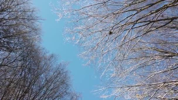 树梢在天空的衬托下 冬季枪击案 — 图库视频影像