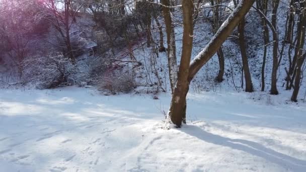 Bosque Invierno Nieve Sol — Vídeo de stock