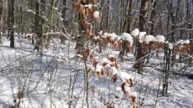 Kış ormanı Kar ve güneş.