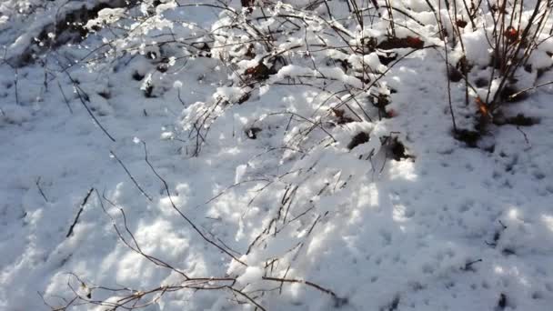 Winterbos Sneeuw Zon — Stockvideo
