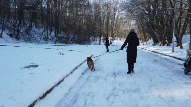 Lviv Ucrânia Fevereiro 2020 Passeio Cão Parque Inverno — Vídeo de Stock