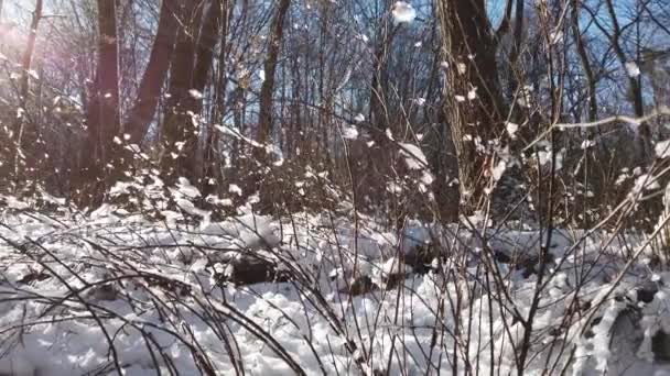 冬季森林中的树枝 — 图库视频影像