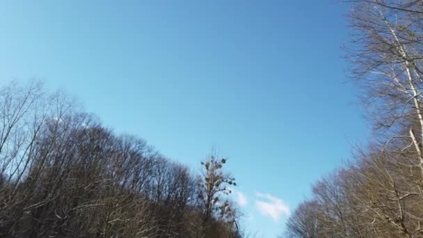 Filialer Träd Mot Bakgrunden Himlen Fotografering Vintern — Stockvideo