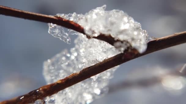 Winterbos Abstracte Achtergrond Sneeuw Zon — Stockvideo