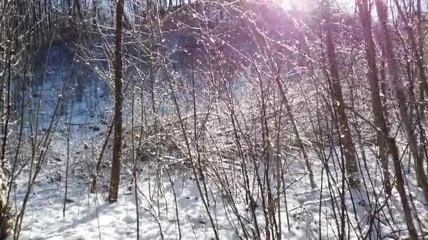 Zimní les. Sníh a slunce.