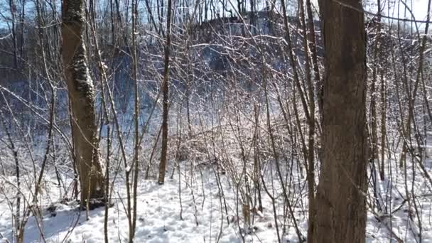 Kış Ormanı Kar Güneş — Stok video
