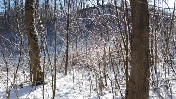 Bosque Invierno Nieve Sol — Vídeo de stock