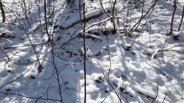 Bosque Invierno Nieve Sol — Vídeos de Stock