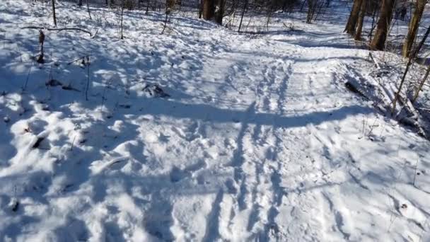 Winterwald Schnee Und Sonne — Stockvideo