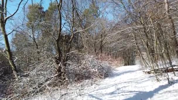 冬の森 雪と太陽 — ストック動画