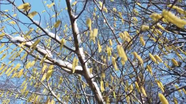 Branches Arbres Dans Forêt Hiver — Video