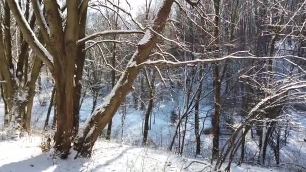 Χειμερινό Δάσος Χιόνι Και Ήλιος — Αρχείο Βίντεο