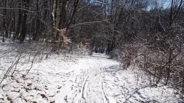 Зимний Лес Снег Солнце — стоковое видео