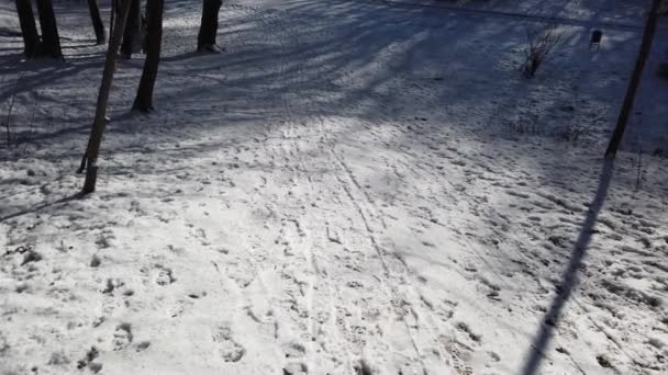 Zimowy Park Śnieg Słońce — Wideo stockowe