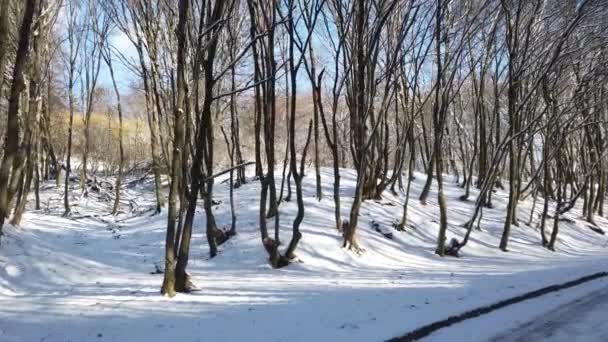 Kış Parkı Kar Güneş — Stok video