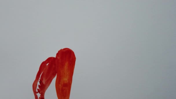 Dessin sur papier avec aquarelle. Les carottes de tirage .