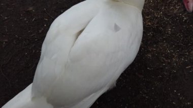 Göletin yanında beyaz bir kuğu.