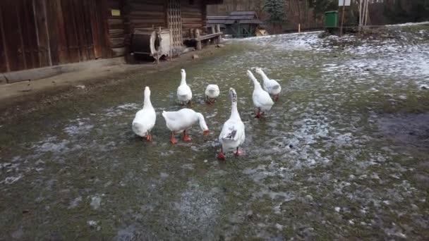 Beyaz Kazların Vurulması Kışın Çekim — Stok video