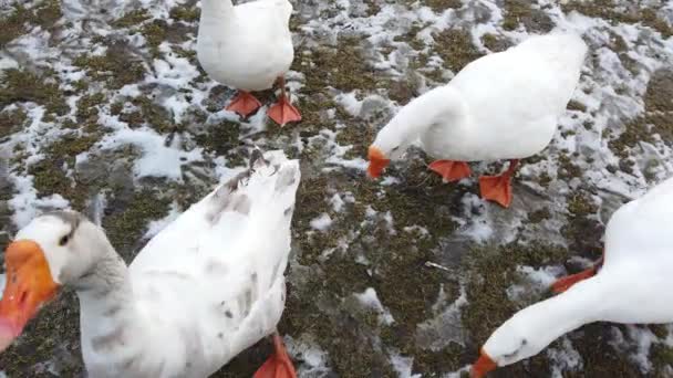 Beyaz Kazların Vurulması Kışın Çekim — Stok video