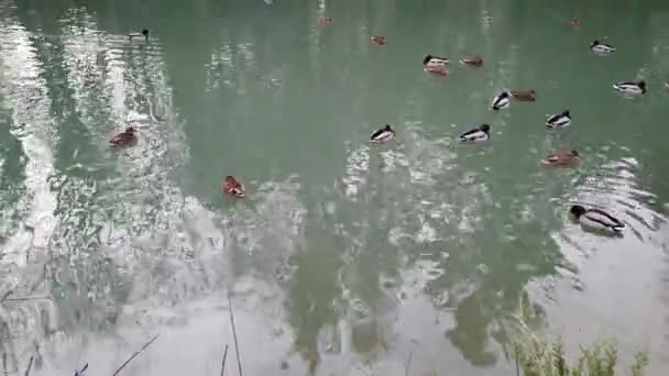 鸭子在池塘里 水中树木的倒影 — 图库视频影像