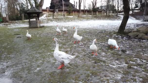 Shooting White Geese Shooting Winter — Stock Video
