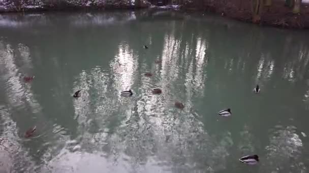 Enten Einem Teich Reflexion Von Bäumen Wasser — Stockvideo