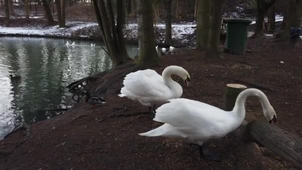 Ein Weißer Schwan Der Nähe Des Teiches — Stockvideo