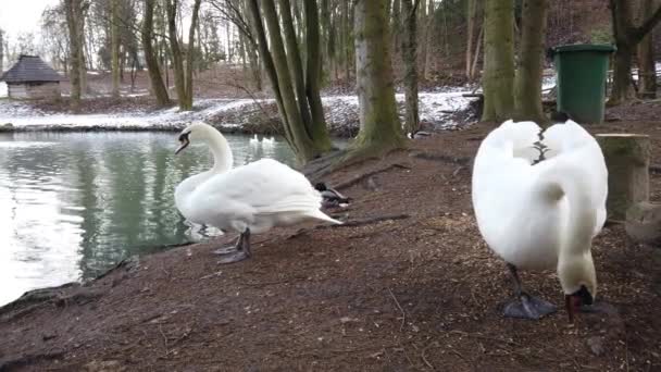 池の近くに白い白鳥 — ストック動画