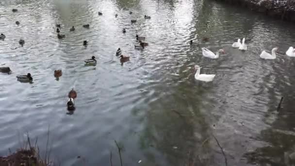 Gansos Patos Lagoa — Vídeo de Stock