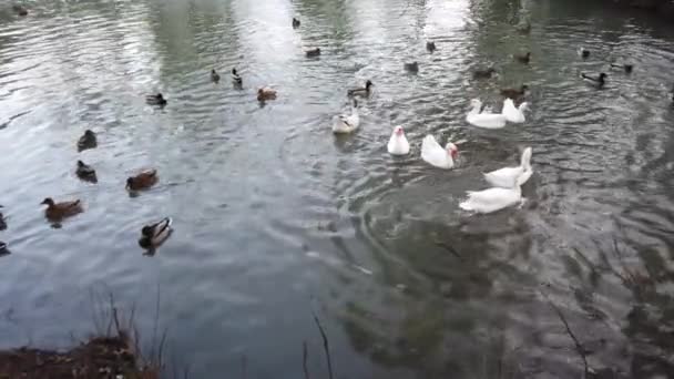 Oies Canards Dans Étang — Video