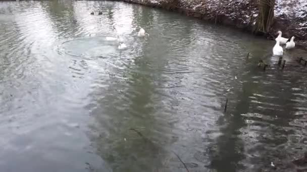 Gänse Und Enten Teich — Stockvideo