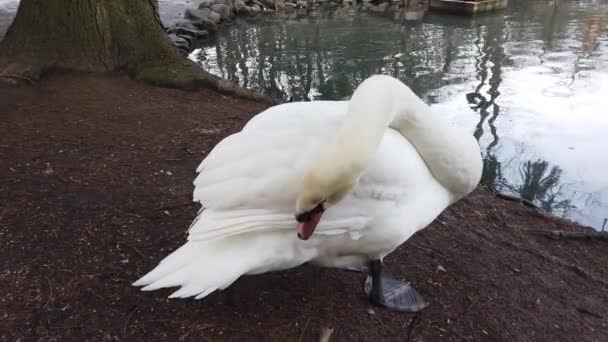 池の近くに白い白鳥 — ストック動画