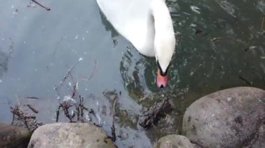 Beyaz bir kuğu gölette yüzüyor..