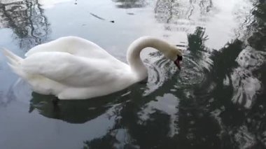 Beyaz bir kuğu gölette yüzüyor..