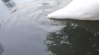 Beyaz bir kuğu gölette yüzüyor..