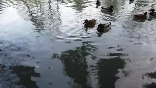 Bebek Dalam Kolam Refleksi Pohon Dalam Air — Stok Video