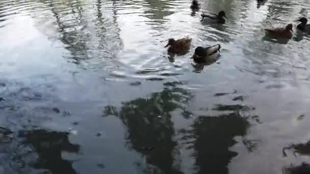 Patos Estanque Reflexión Los Árboles Agua — Vídeos de Stock